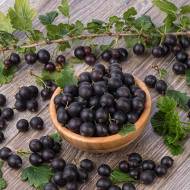 Саджанець Йошта в контейнері